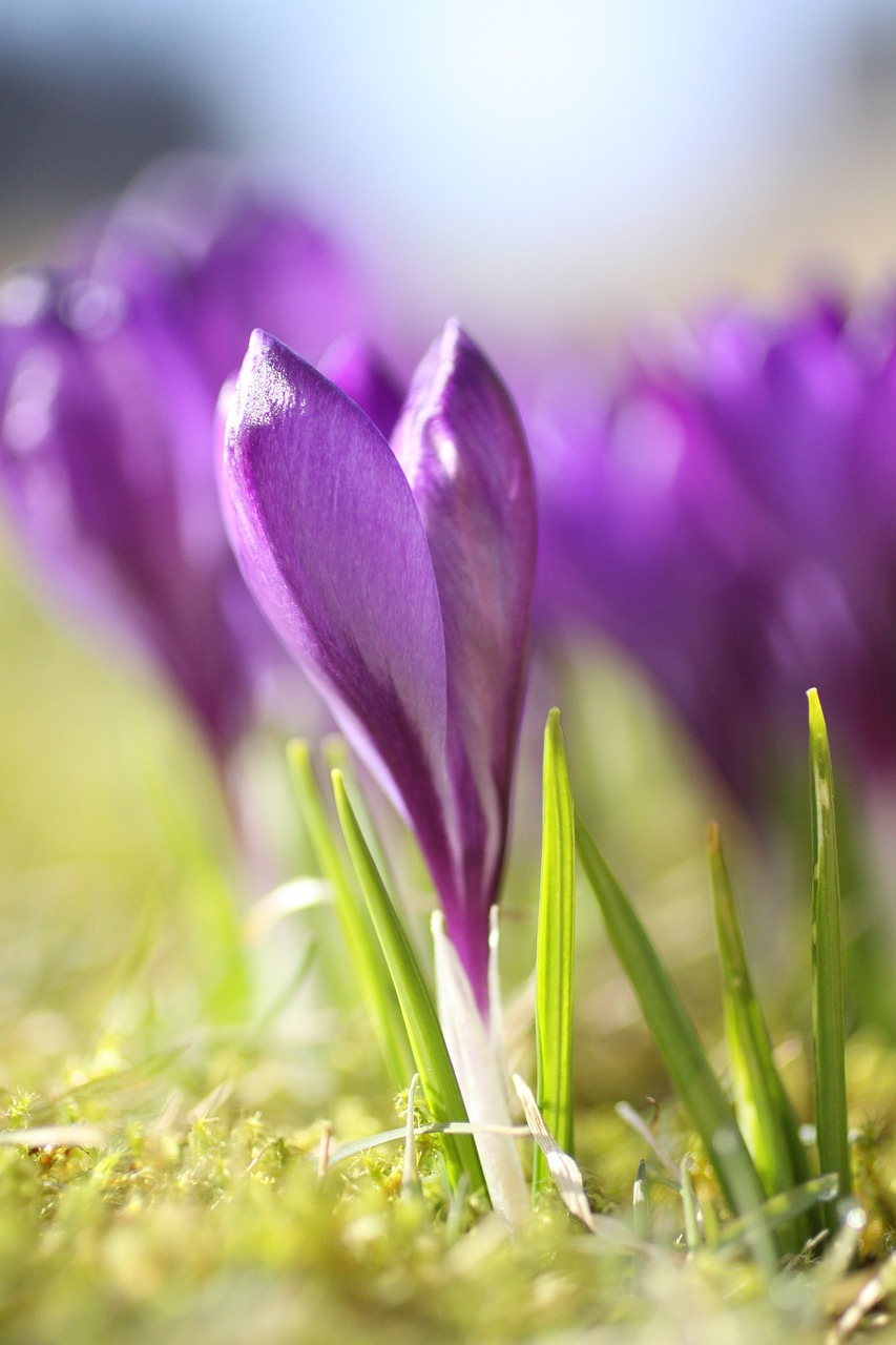 crocus flower purple free photo