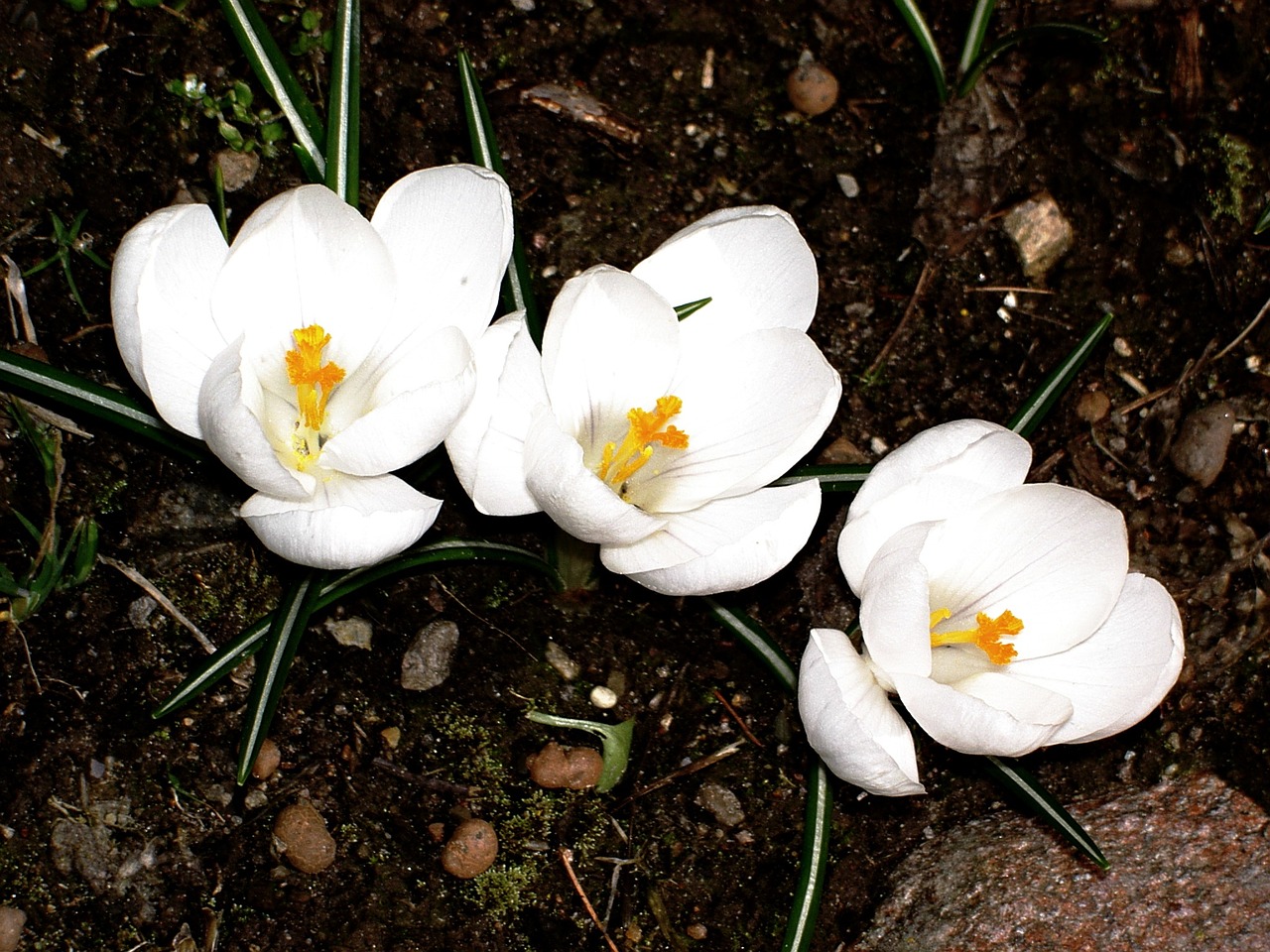 crocus garden winter free photo