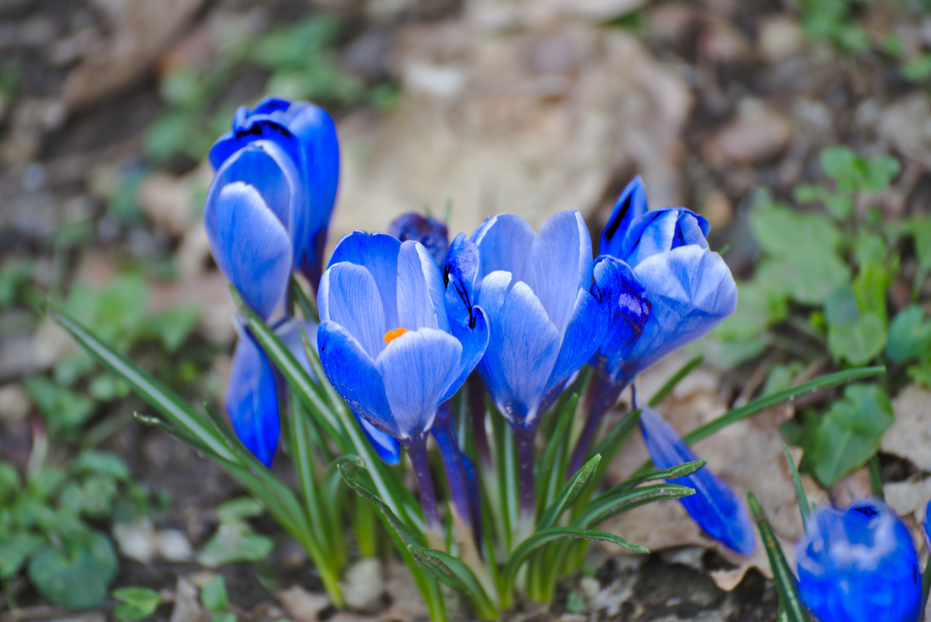 crocus flower flora free photo