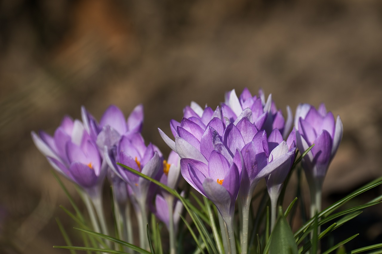 crocus crocus spring easter free photo