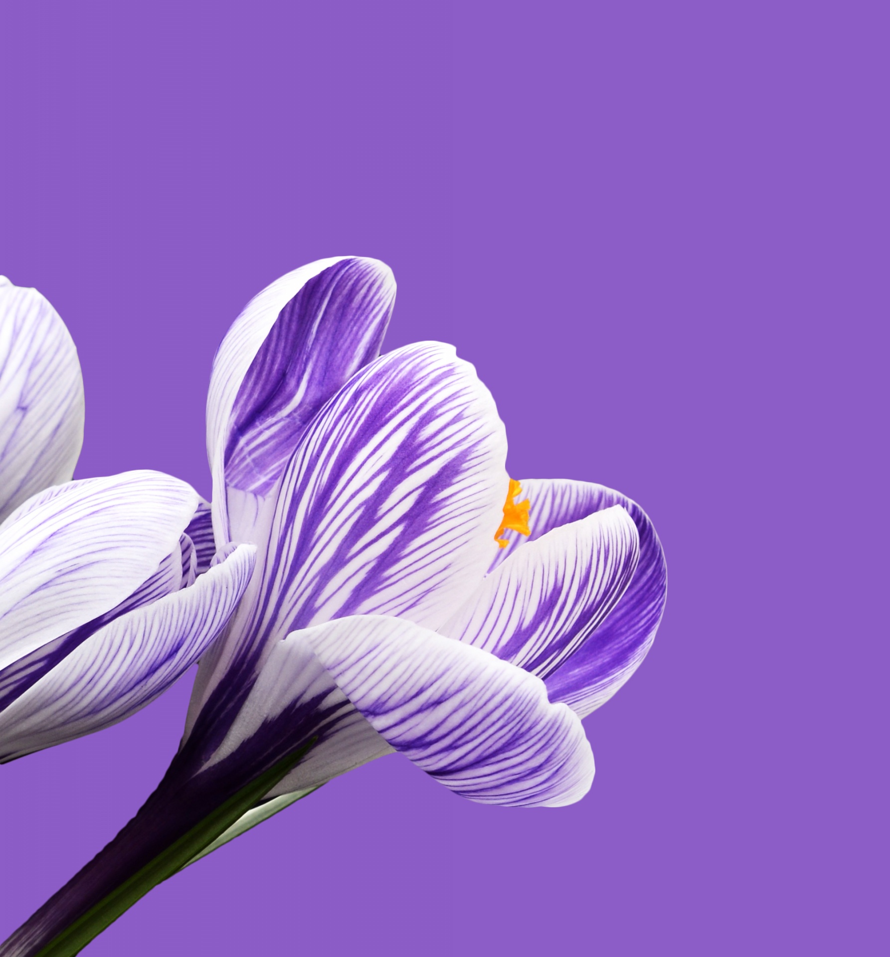 crocus flower flowers free photo