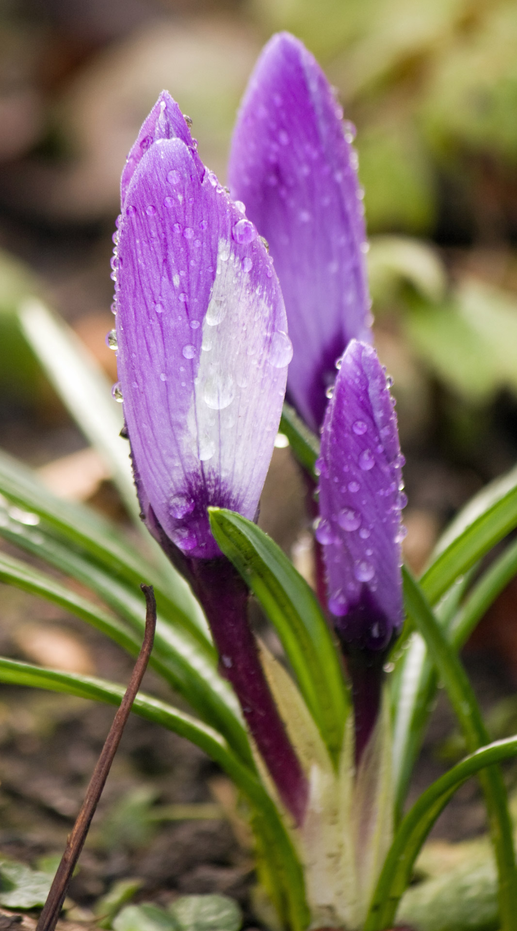 crocus flower flowers free photo