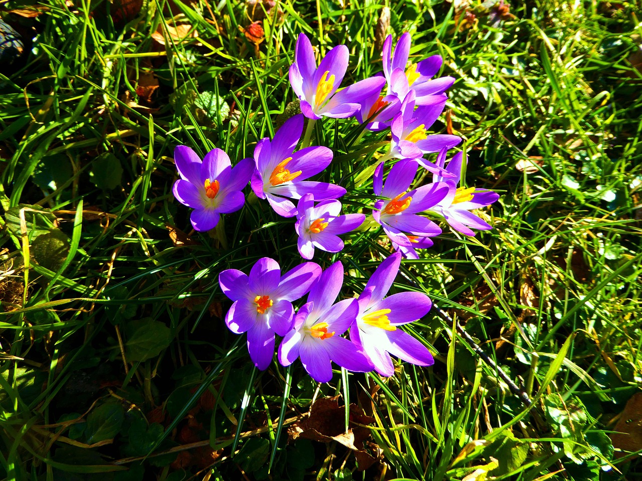 crocus flowers colorful blue free photo