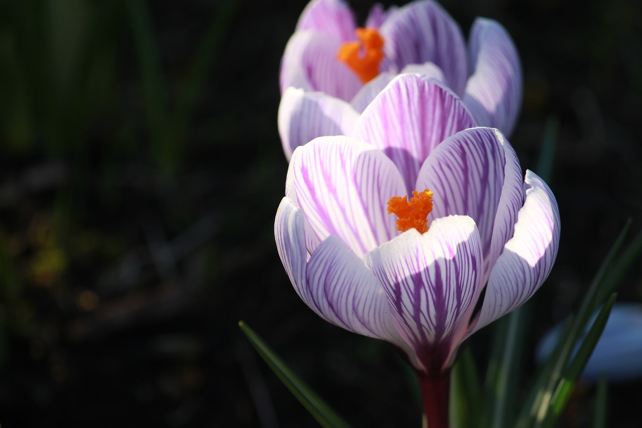 crocus in bloom  flower  purple free photo