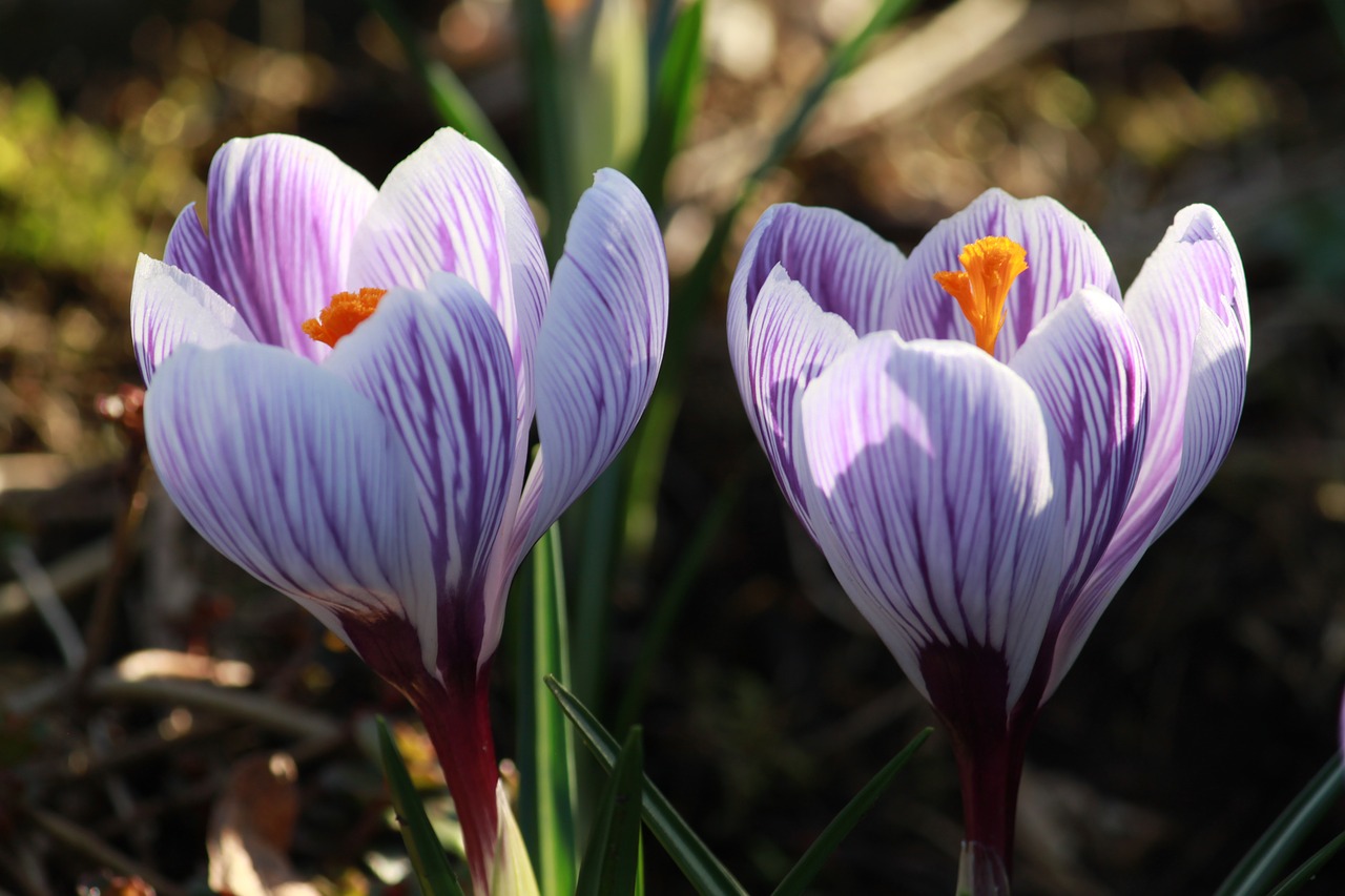 crocus in bloom  flower  purple free photo