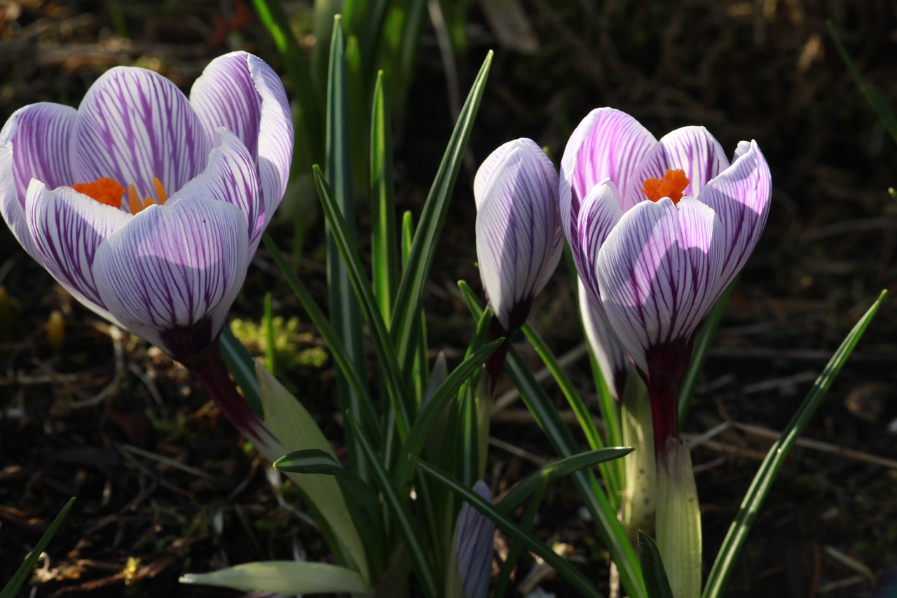 crocus in bloom  flower  purple stripe free photo