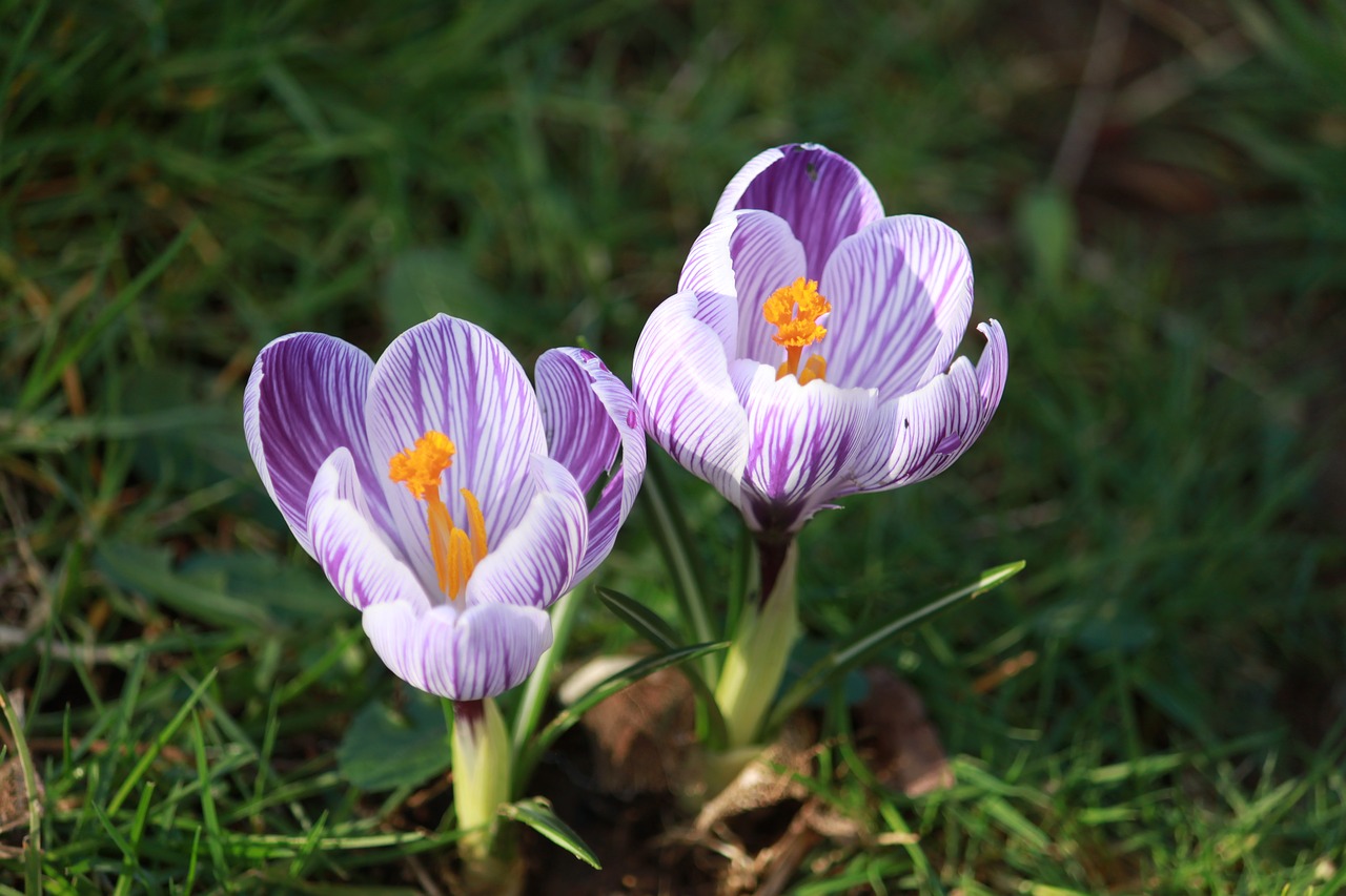 crocus in bloom  flower  purple stripe free photo