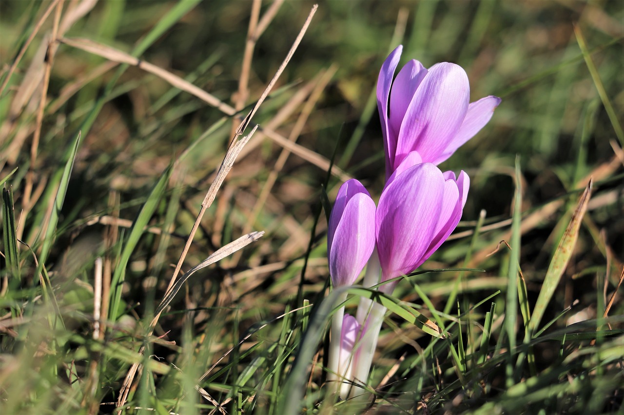 crocus in wind  meadow  plant free photo