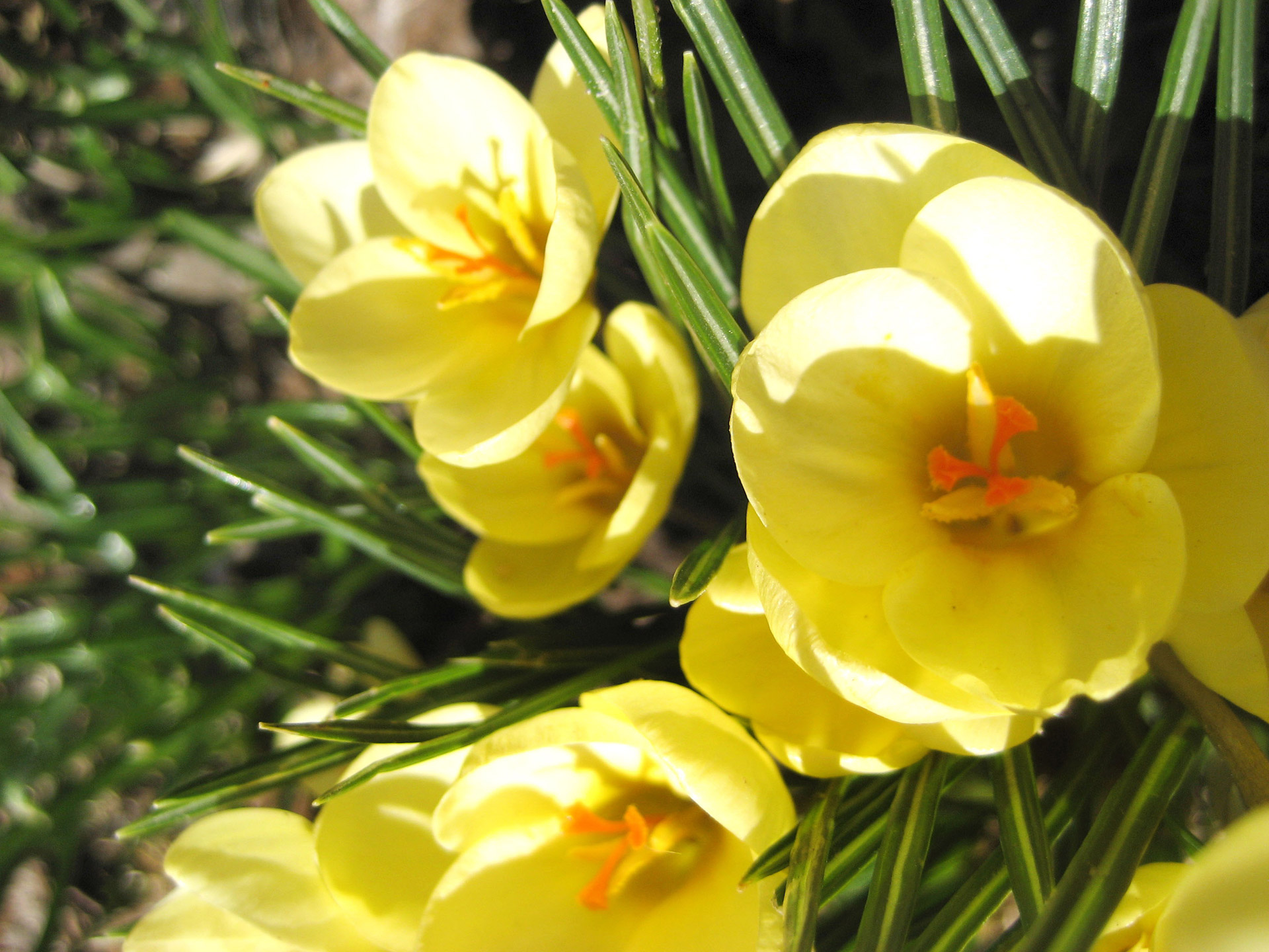 crocus spring flower free photo