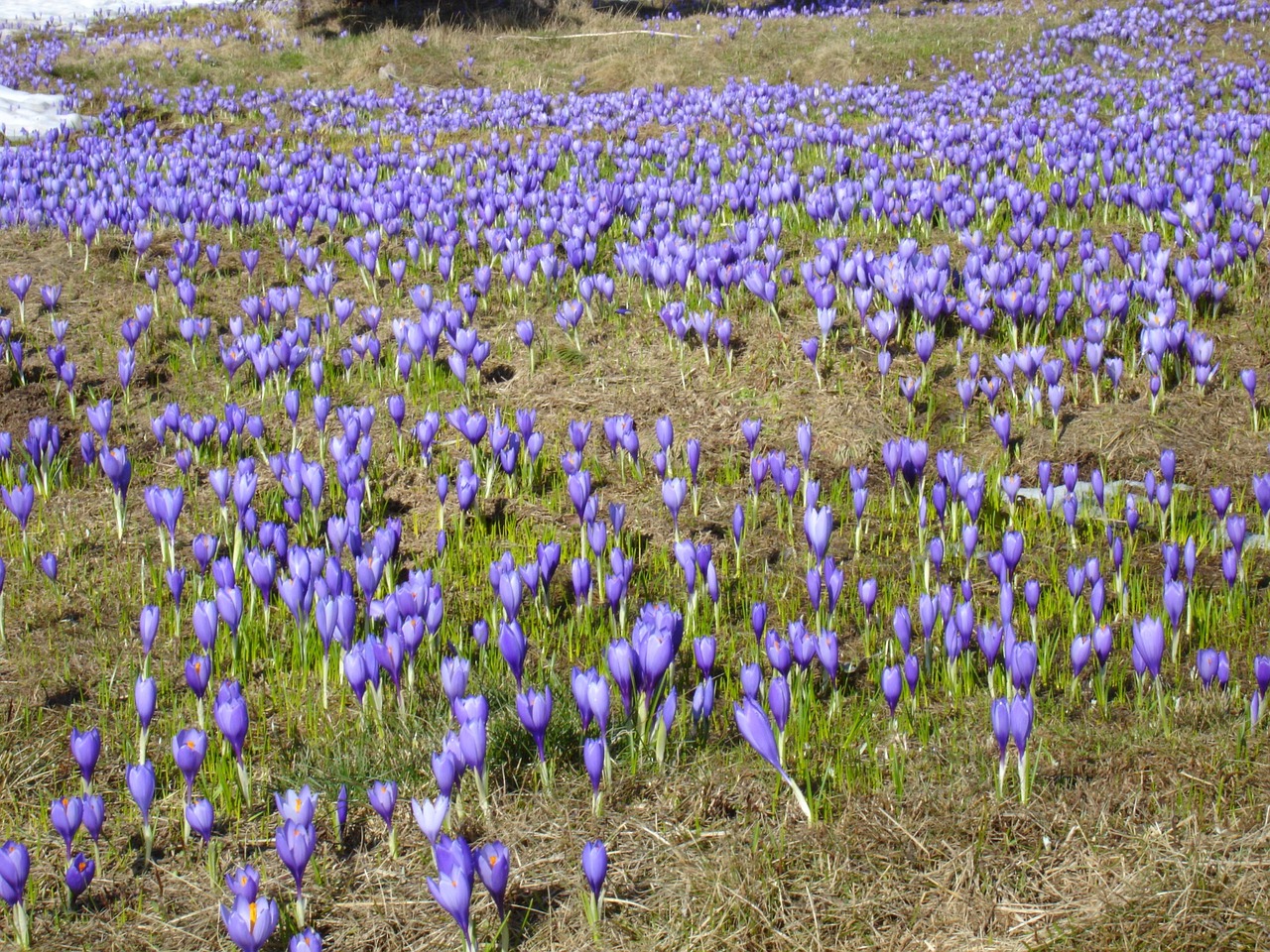 crocuses flowers purple free photo
