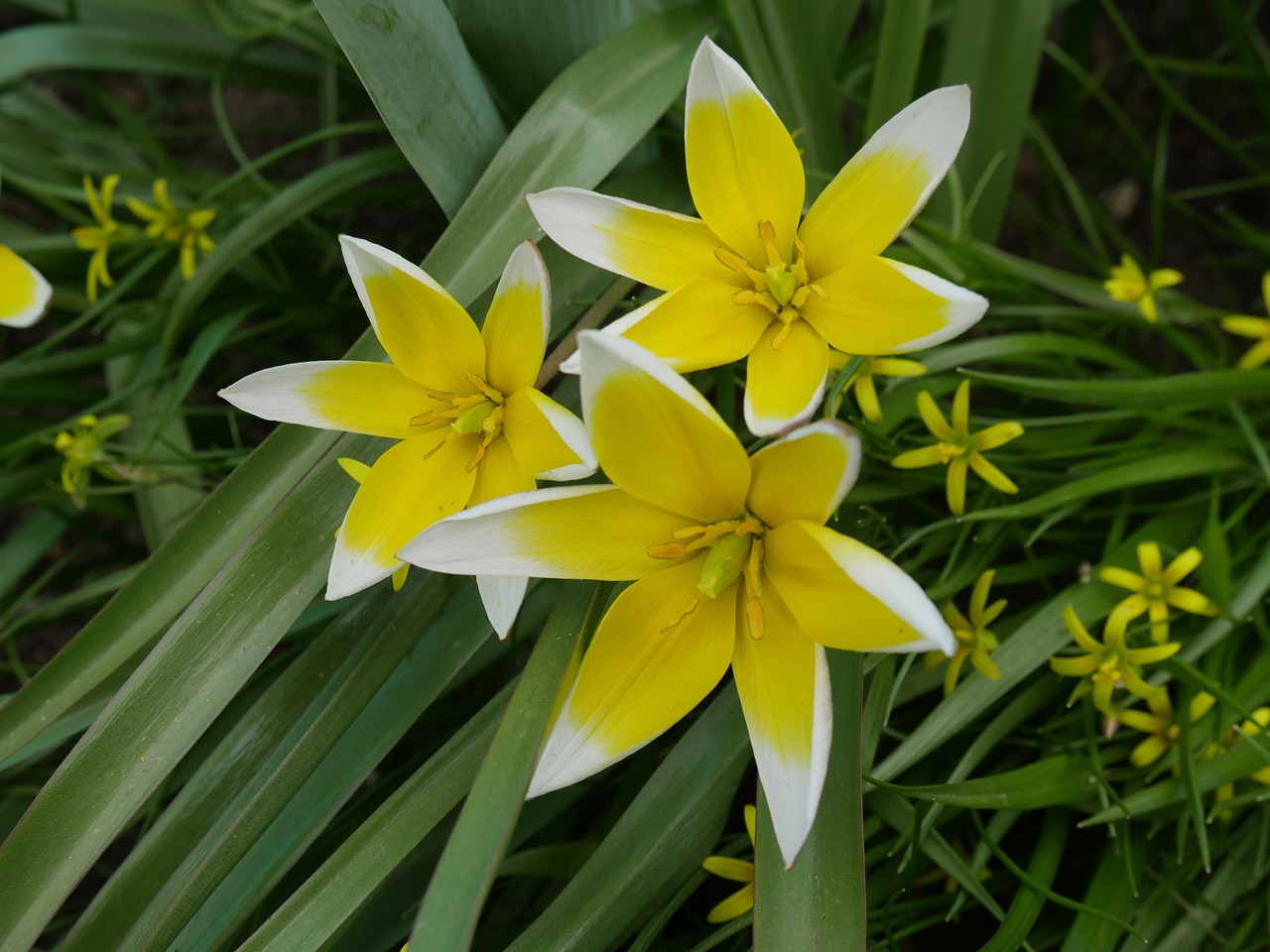 crocuses spring a yellow flower free photo