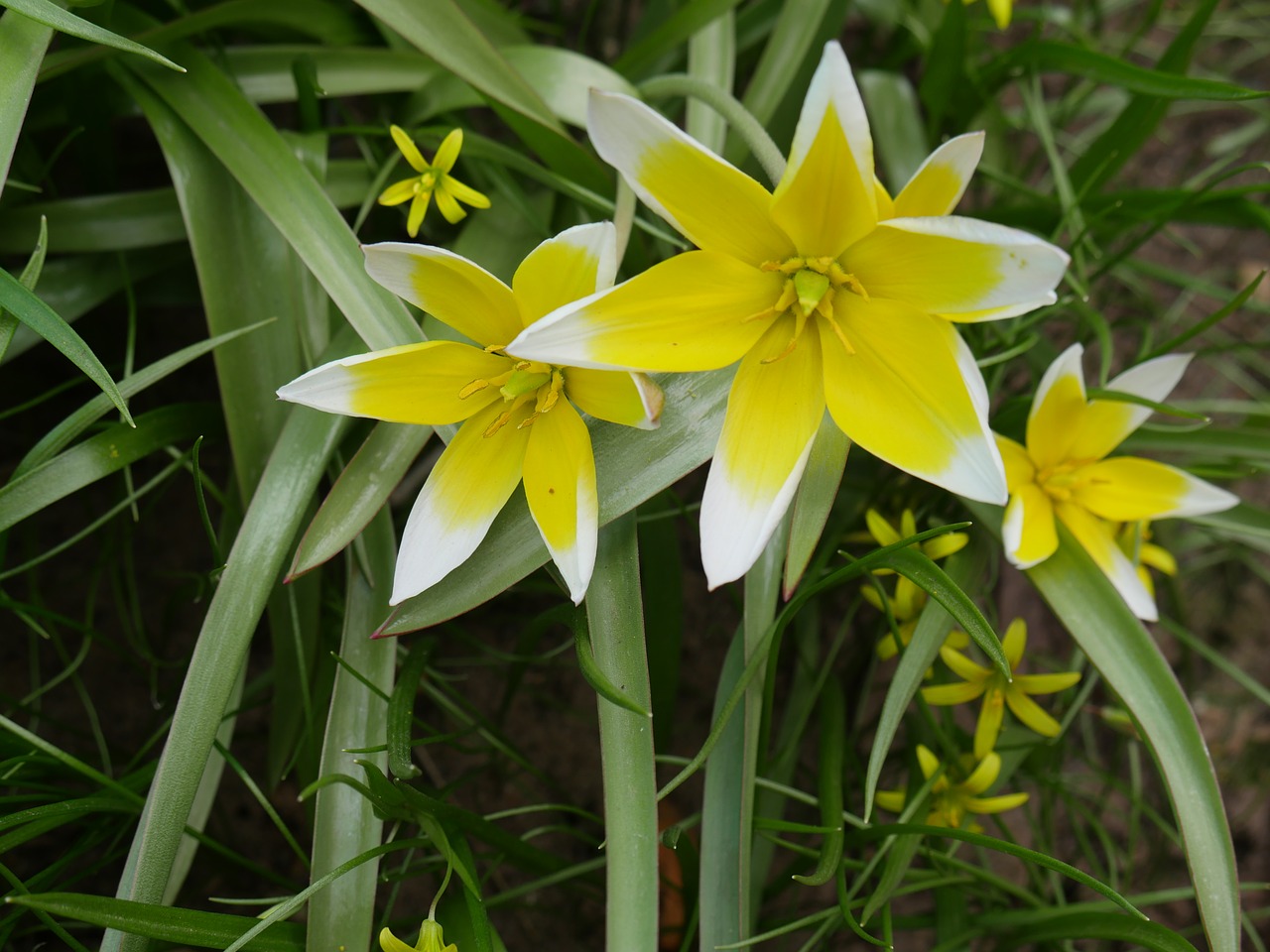 crocuses spring a yellow flower free photo