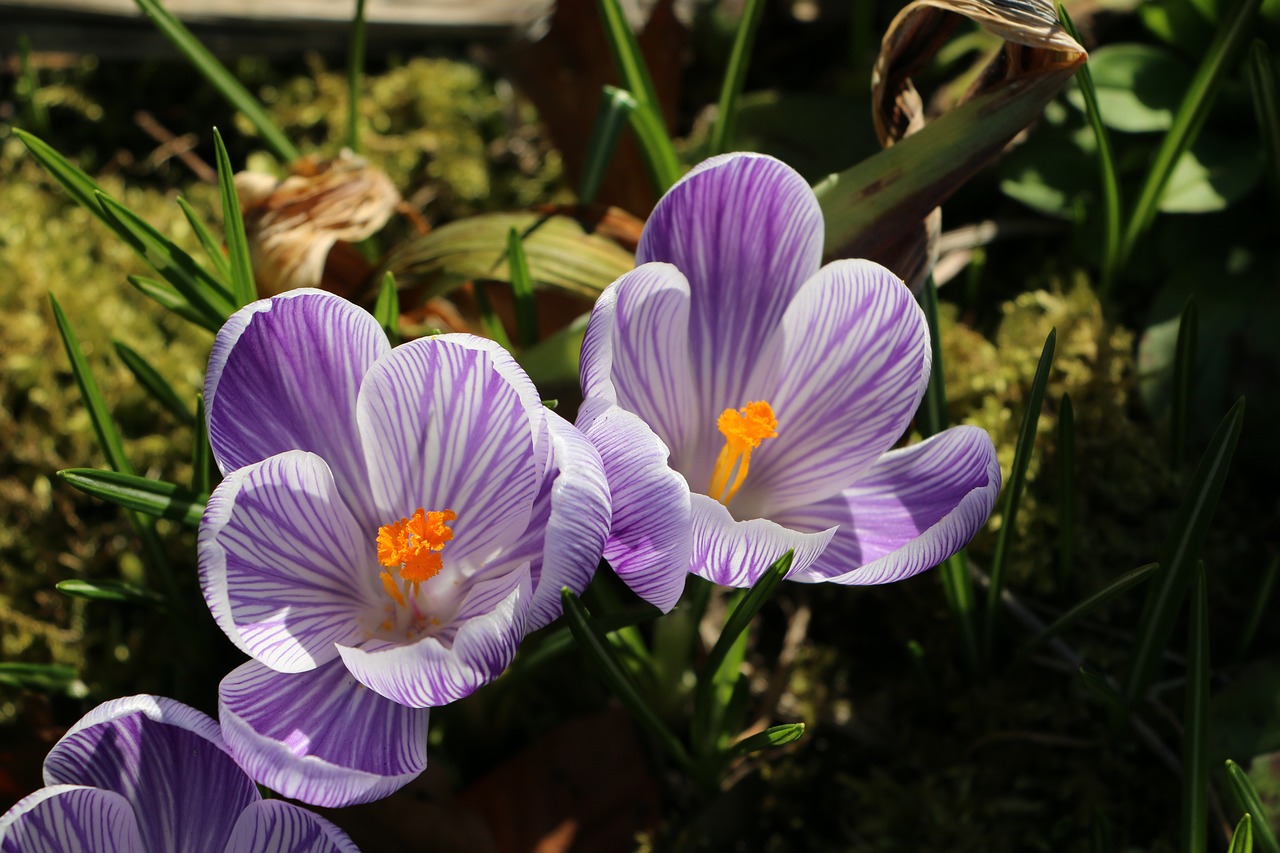 crocuses purple spring free photo