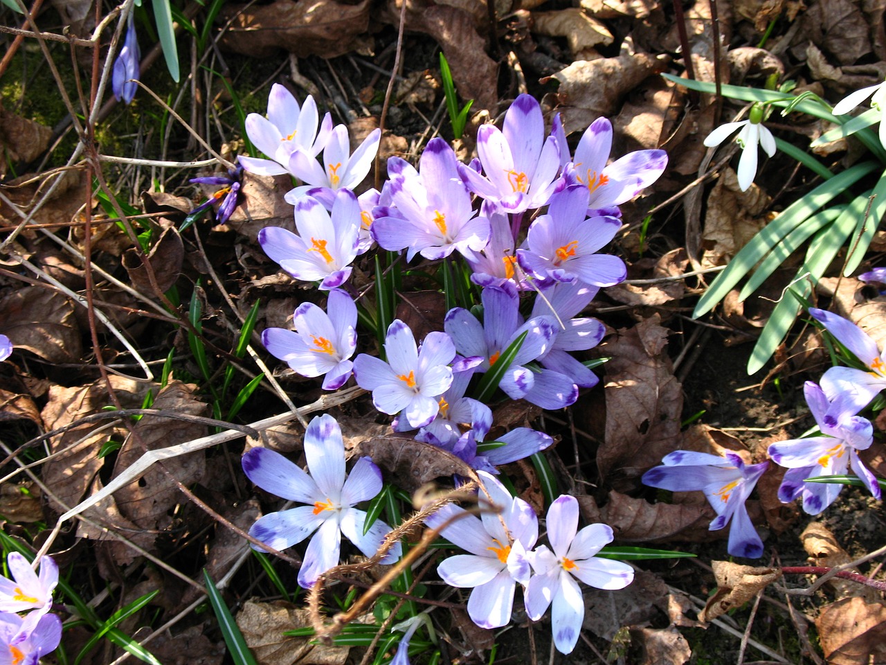 crocuses snowdrops spring free photo