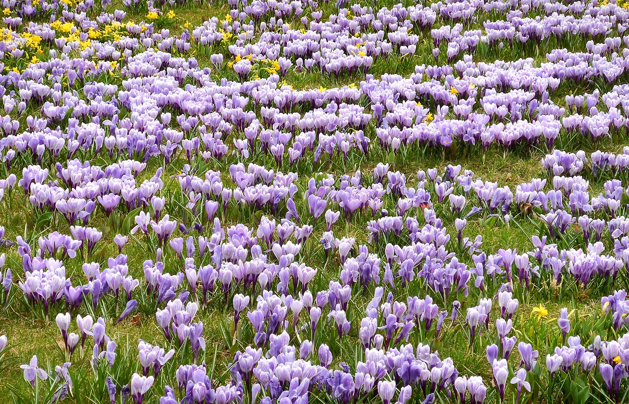crocuses flowering spring free photo