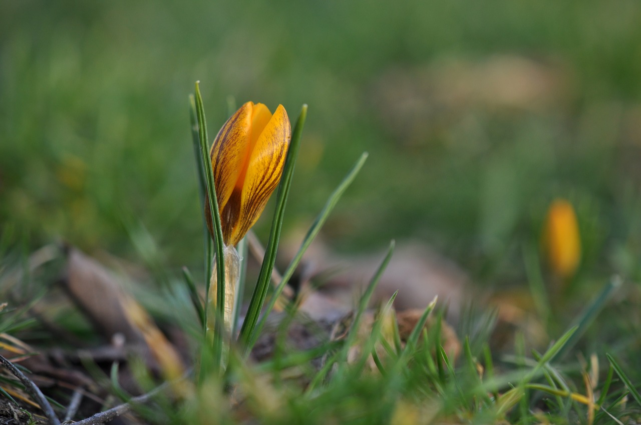 crocuses  spring  flowers free photo