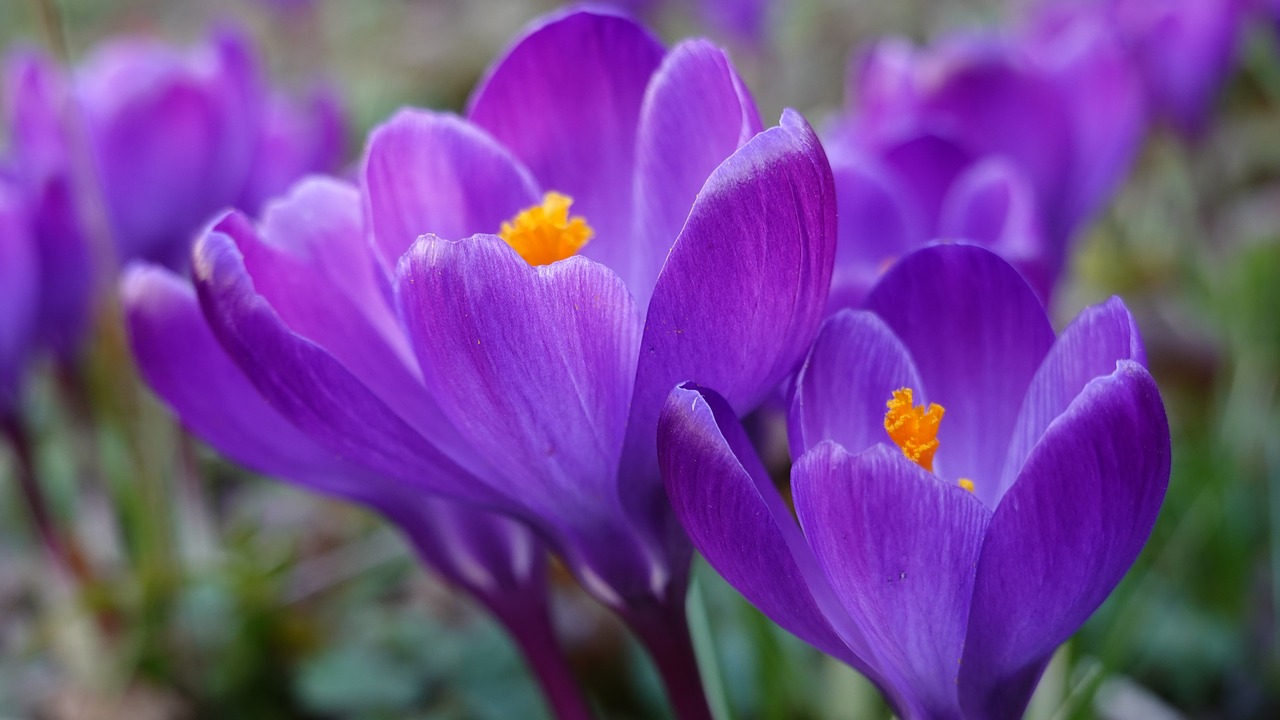 crocuses  spring  flower free photo