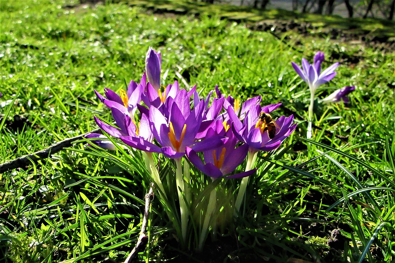 crocuses  winter  bloom free photo