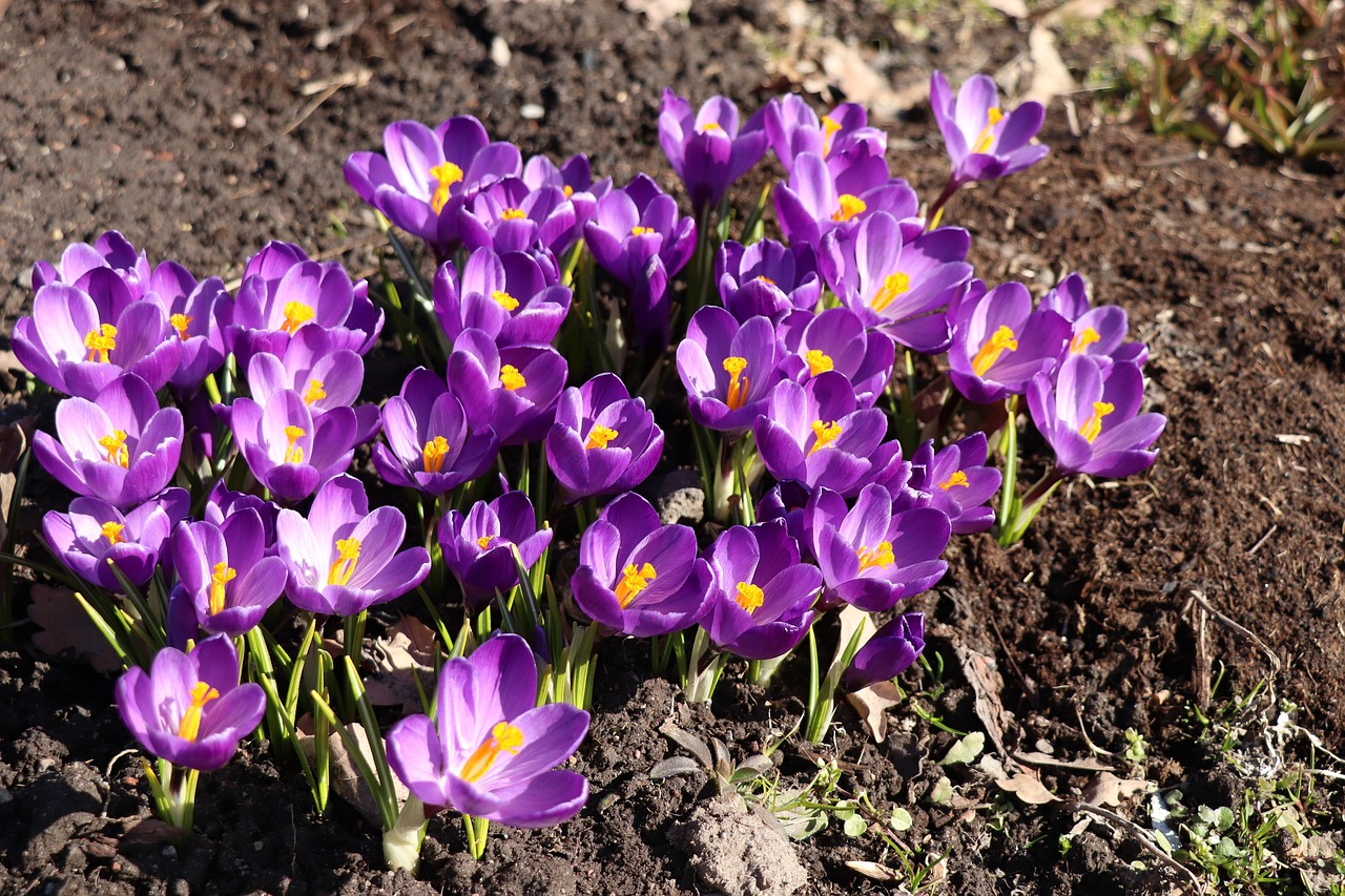 crocuses  spring  crocus free photo