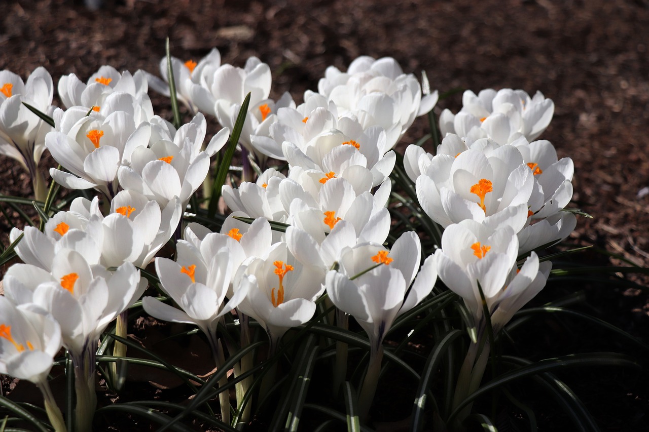 crocuses  spring  crocus free photo