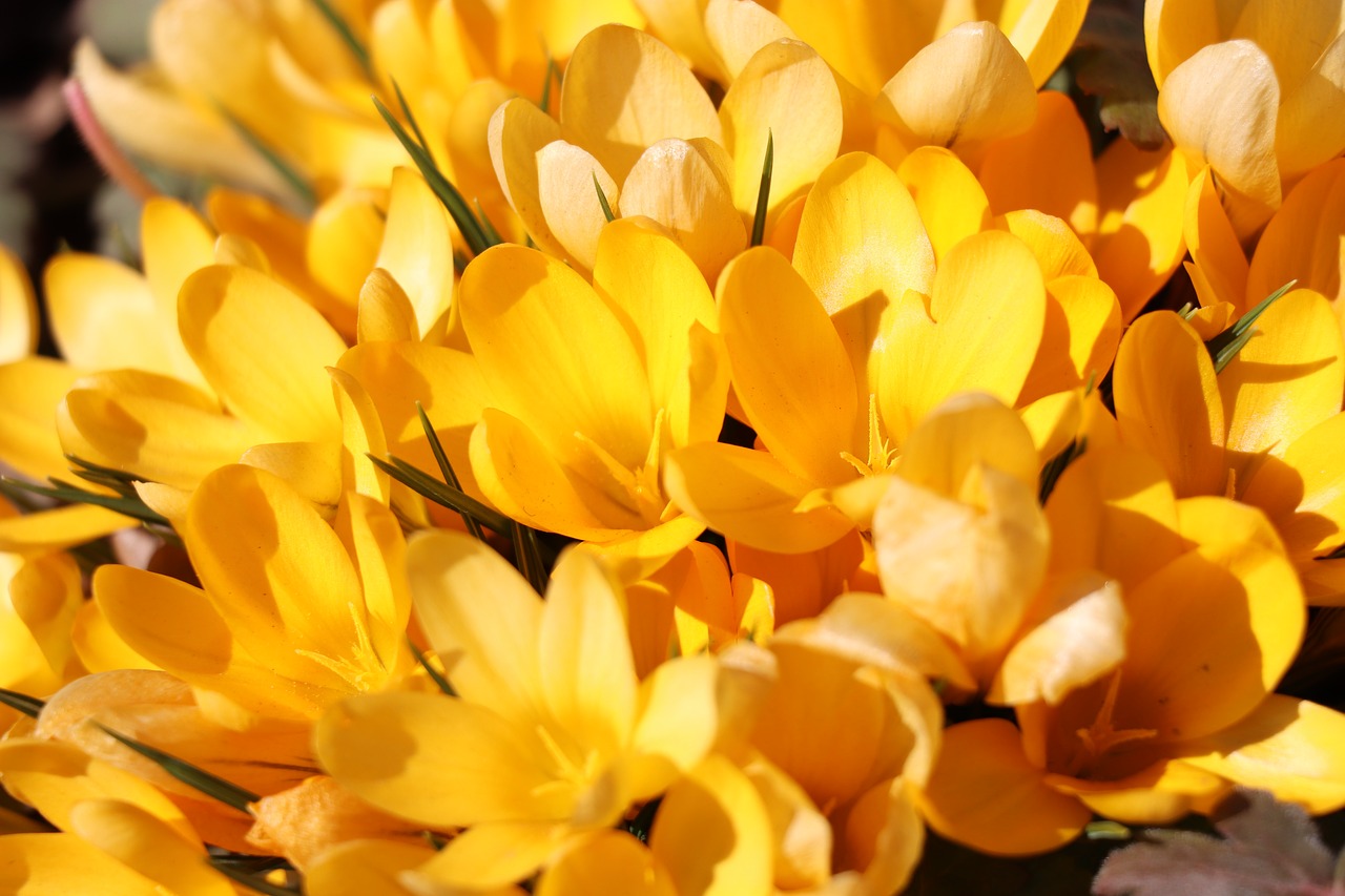 crocuses  spring  yellow free photo