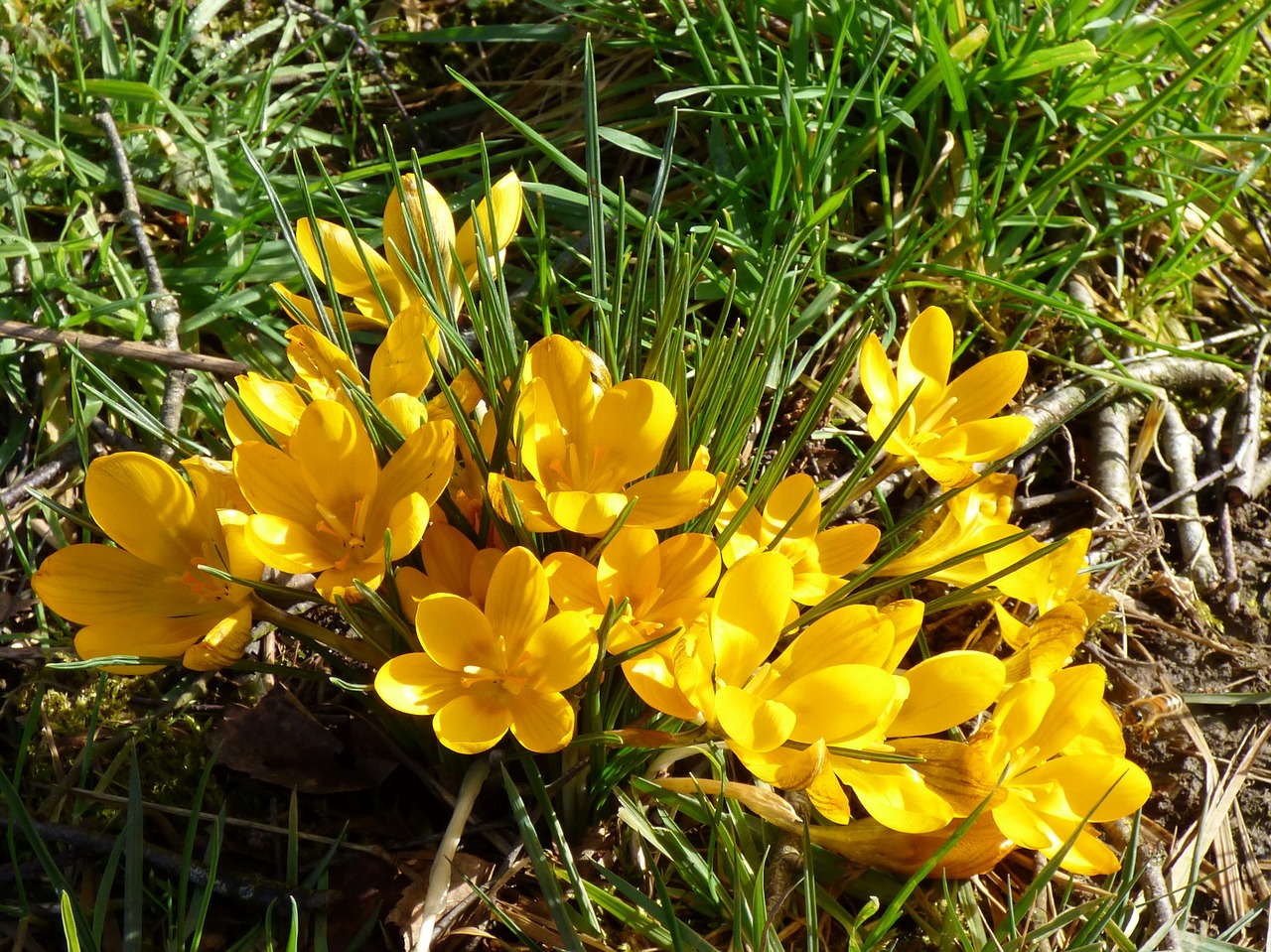 crocuses flowers yellow free photo