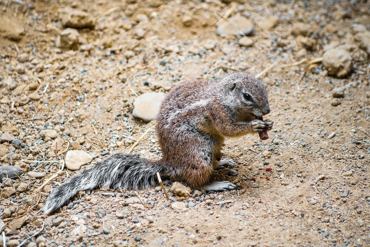 croissant zoo cute free photo