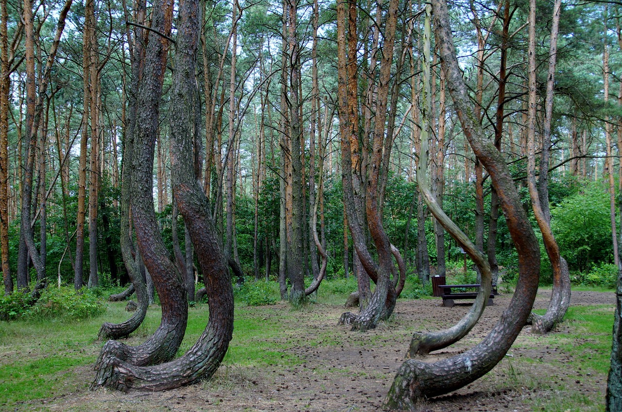 crooked forest krzywy las poland free photo