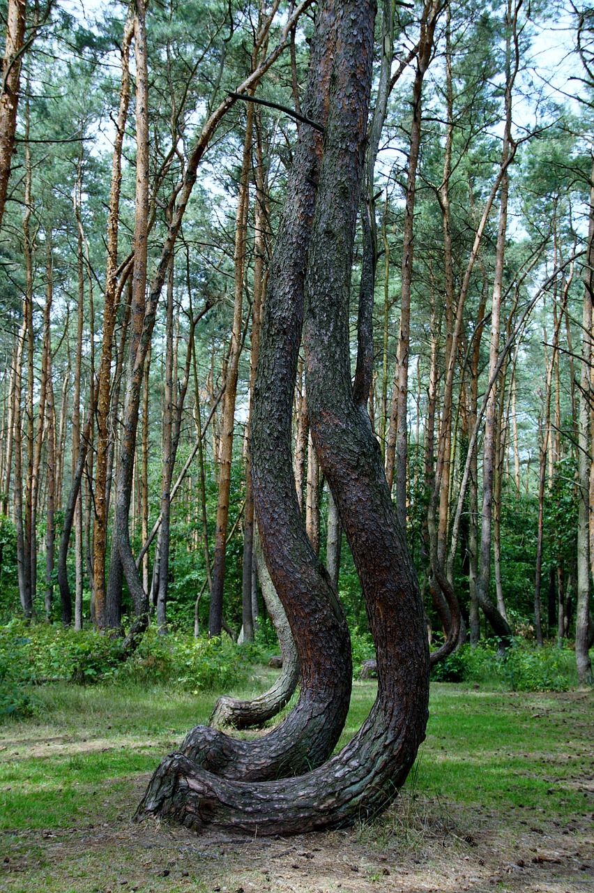 crooked forest krzywy las forest free photo