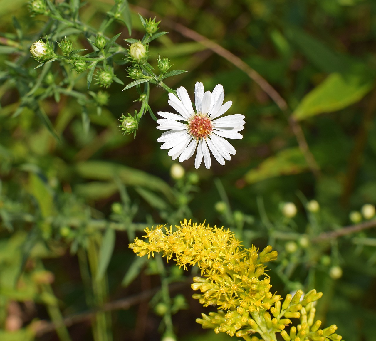 crooked stem aster and goldenrod flower blossom free photo