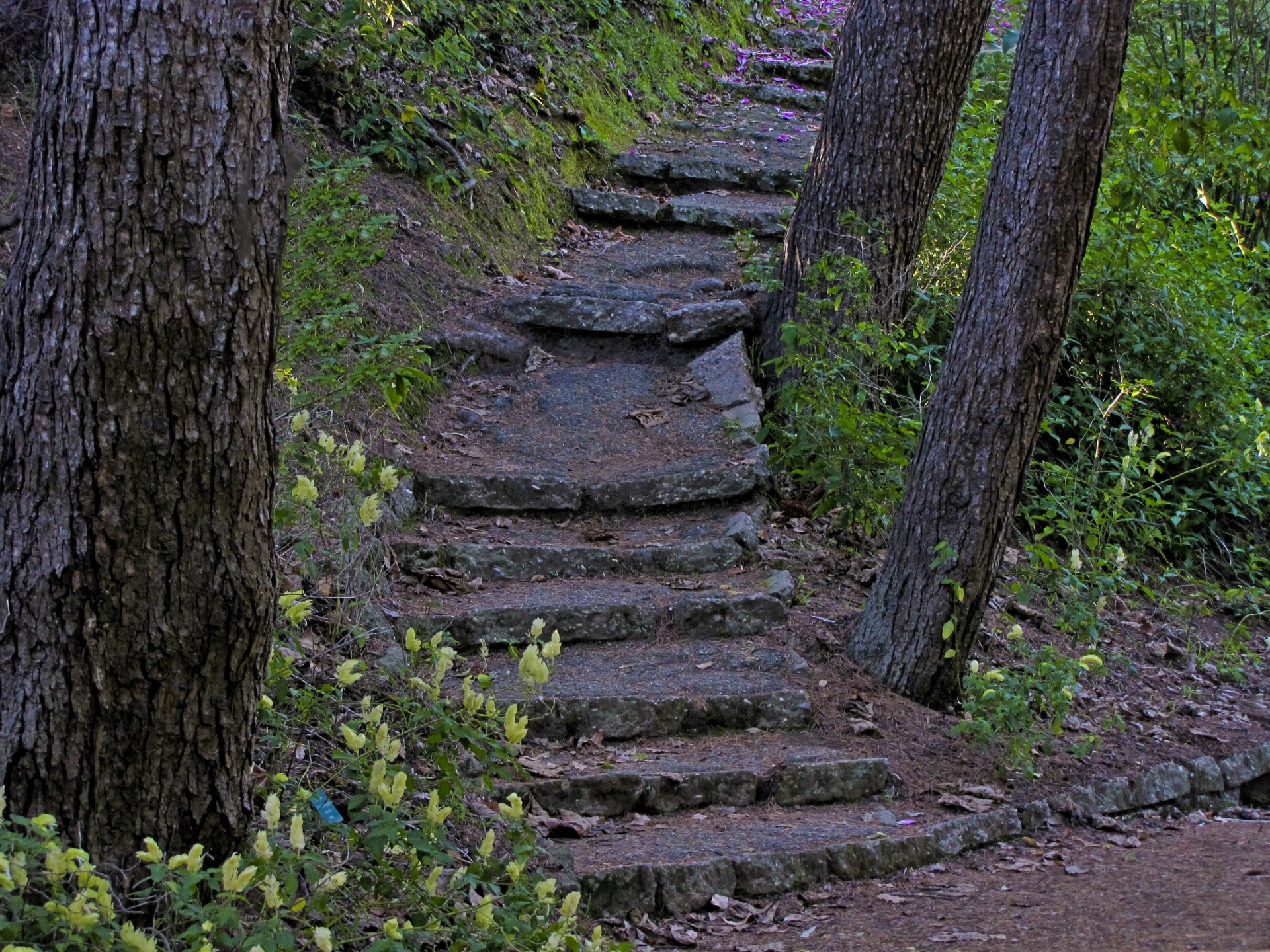 steps crooked enchanted free photo