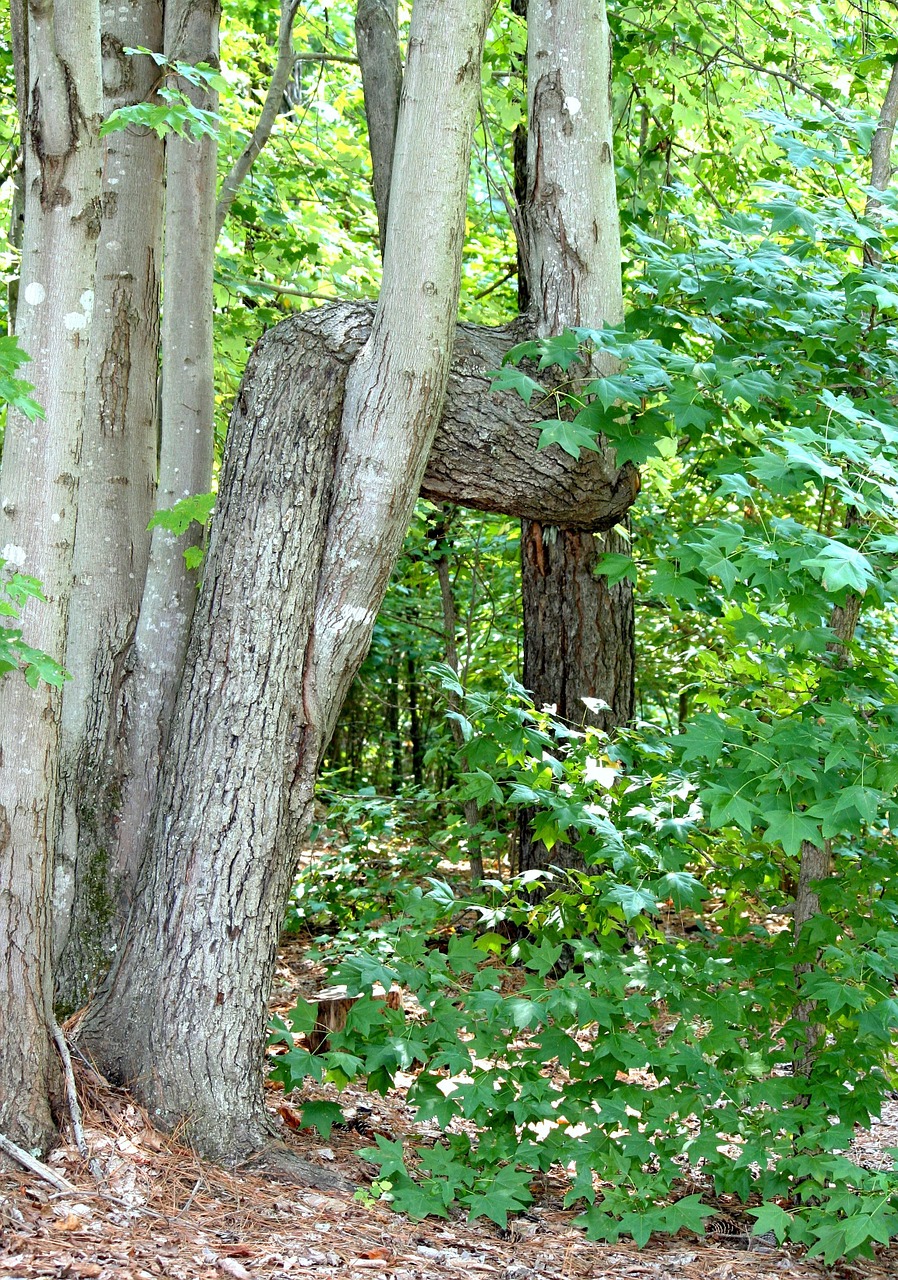 crooked tree horizontal trunk anomaly free photo