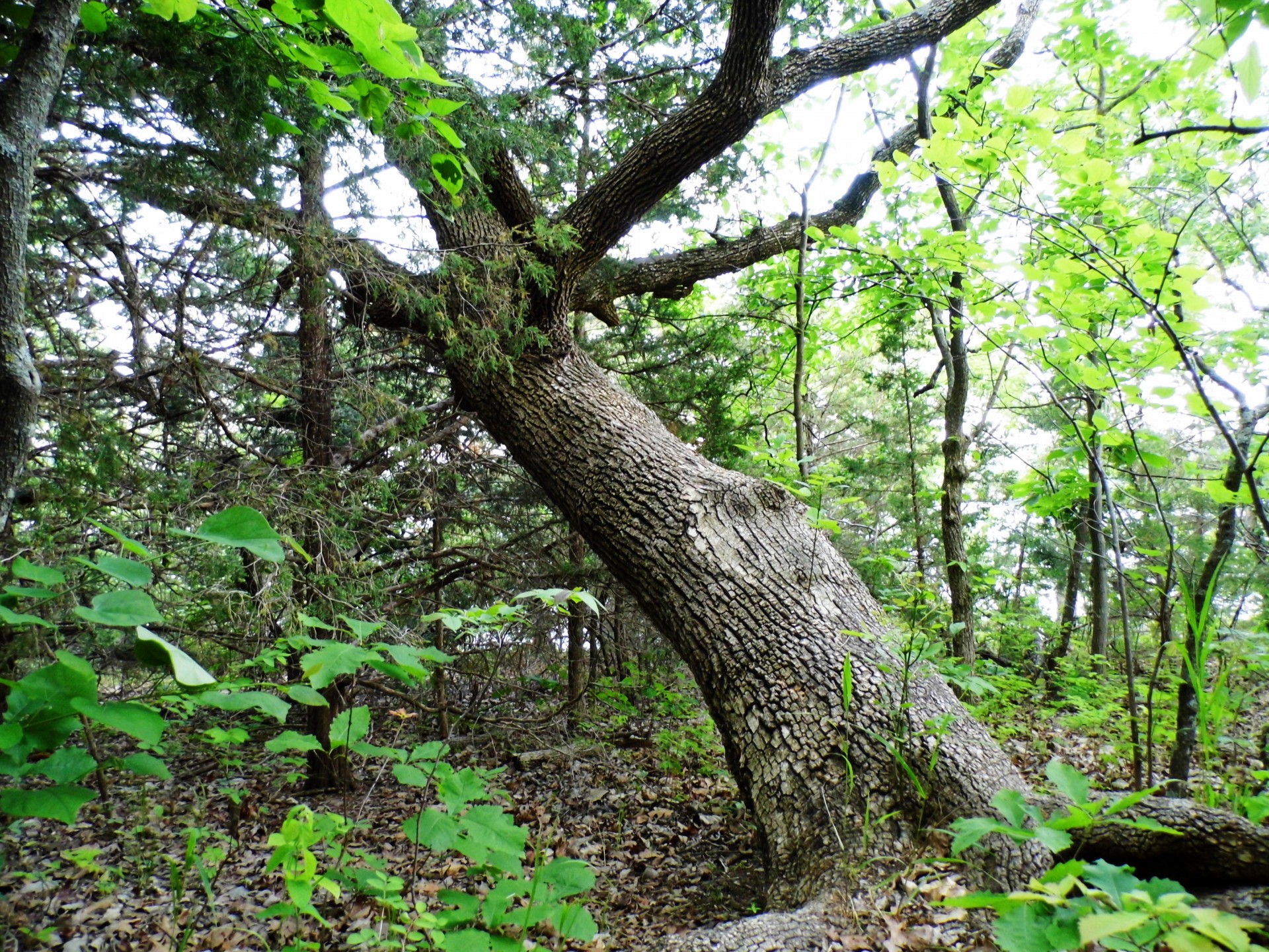 forest woods trees free photo