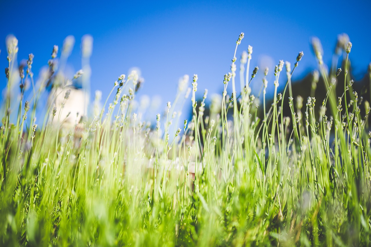 crop field green free photo