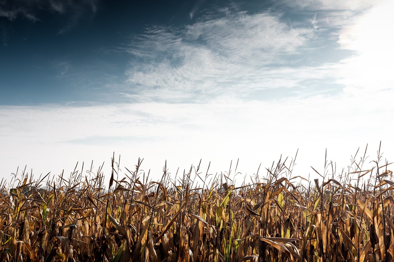 crop cropland farm free photo