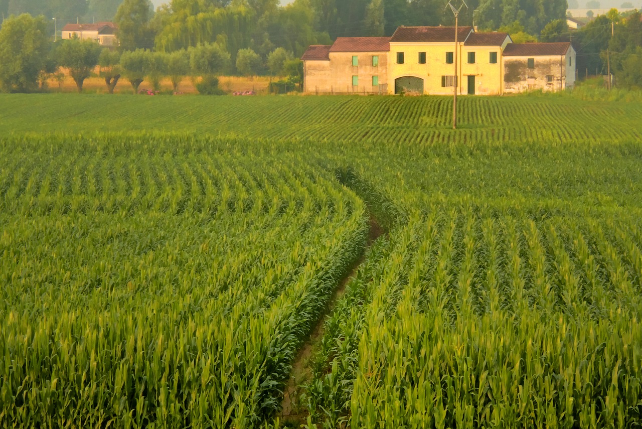 crop landscape agricultural free photo