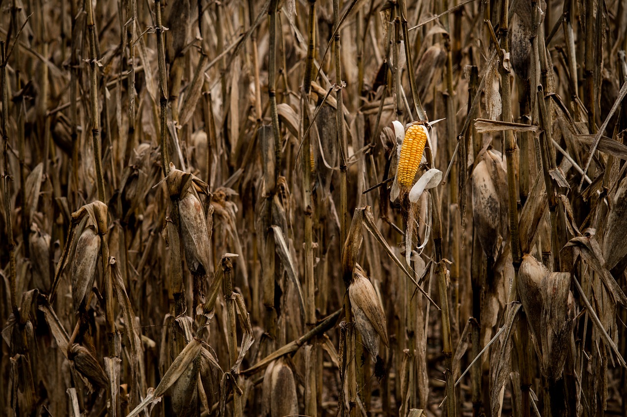 crop nature corn on the cob free photo