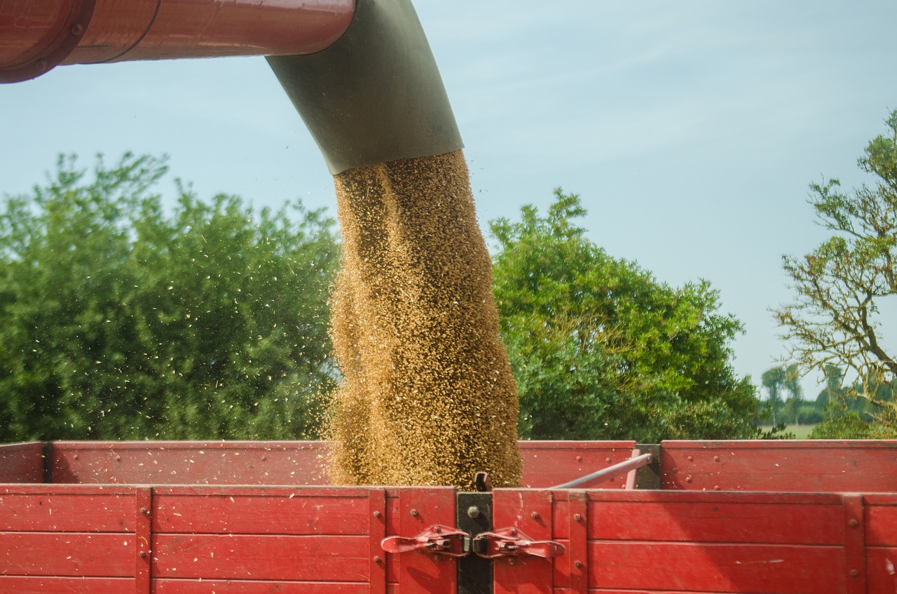 crop  wheat  agriculture free photo