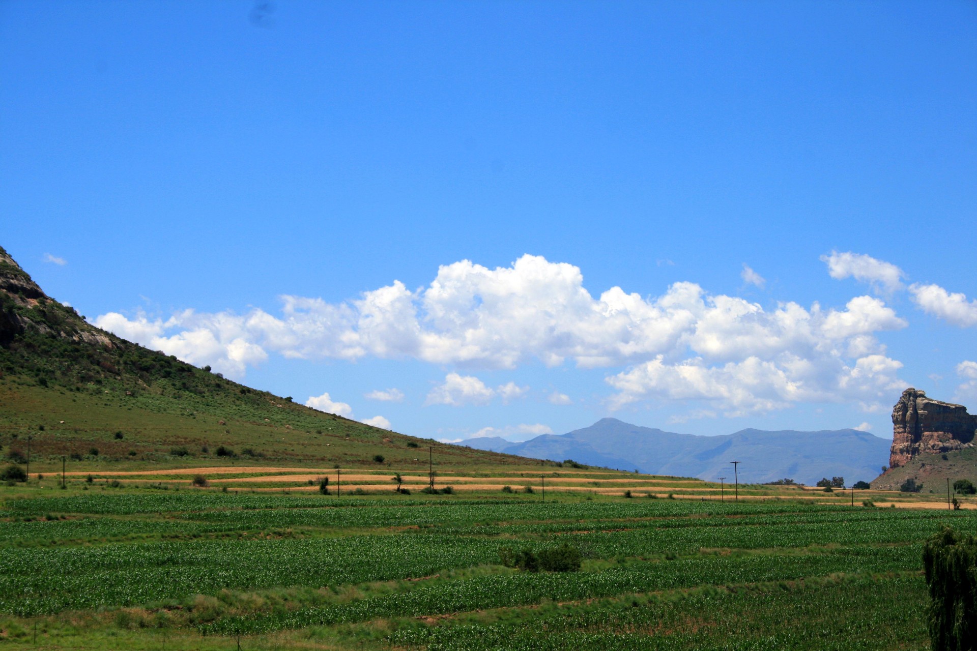 field rows farming free photo