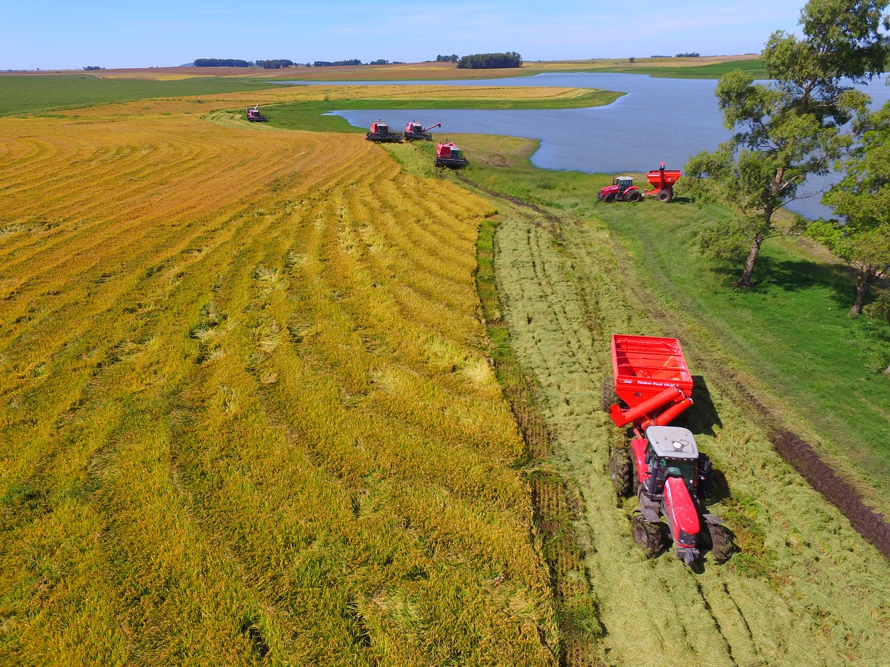 crop rice tractor massey ferguson free photo