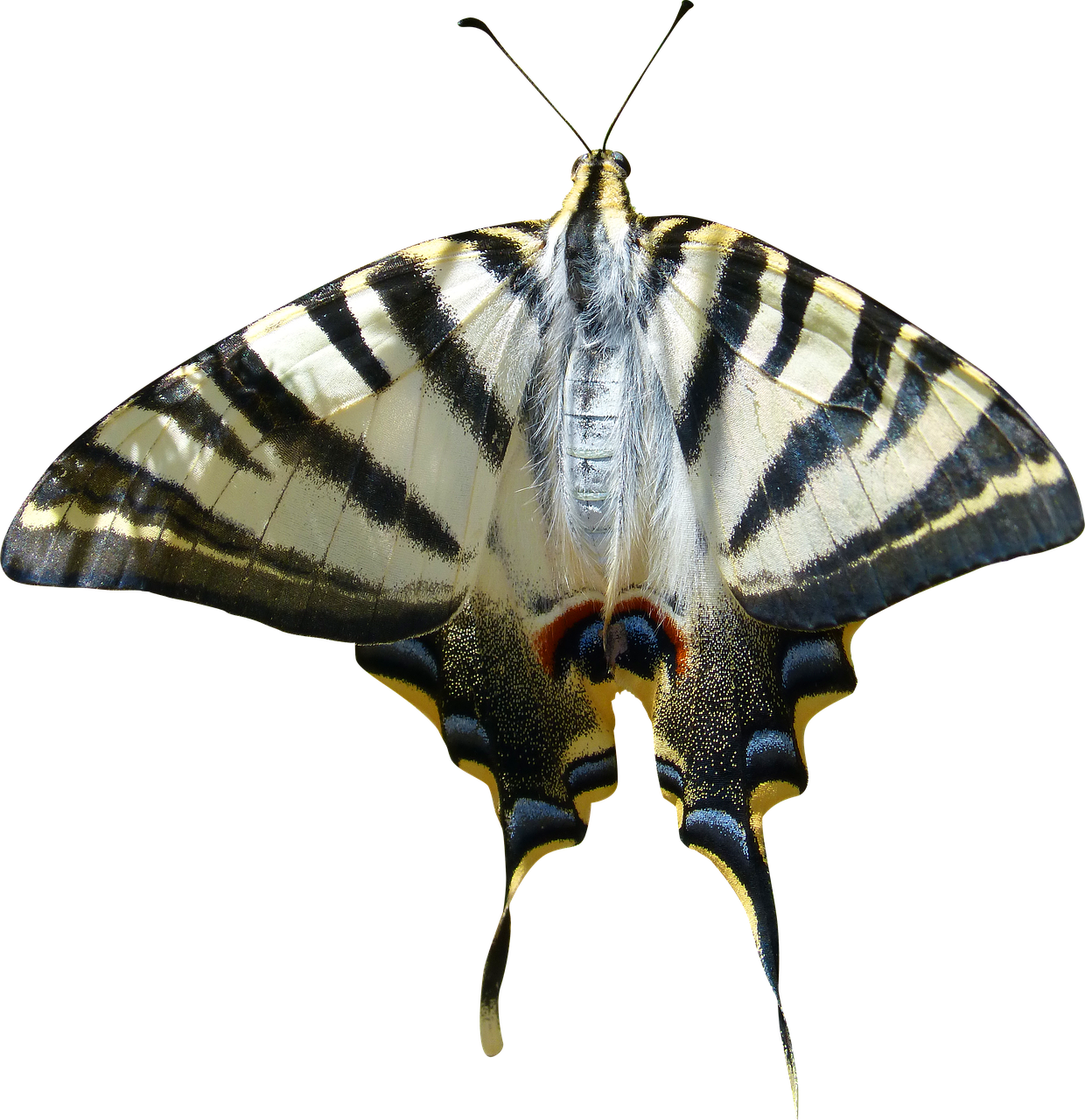 cropped image transparent background papilio machaon free photo