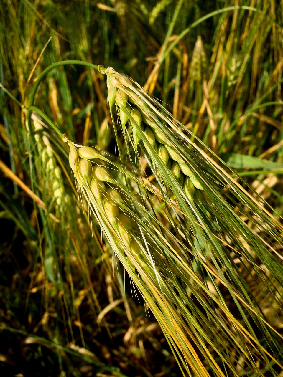 crops wheat barley free photo
