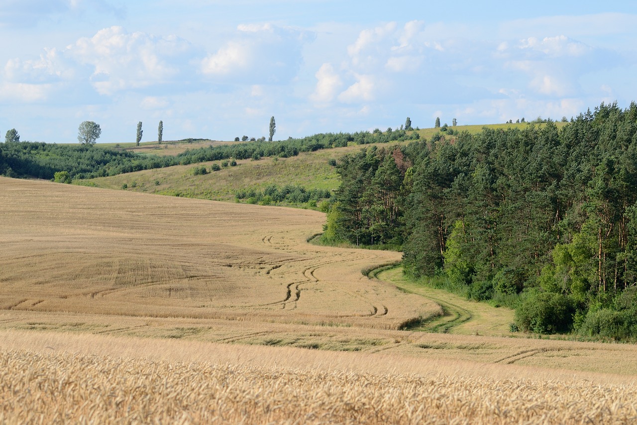 crops field wheat free photo