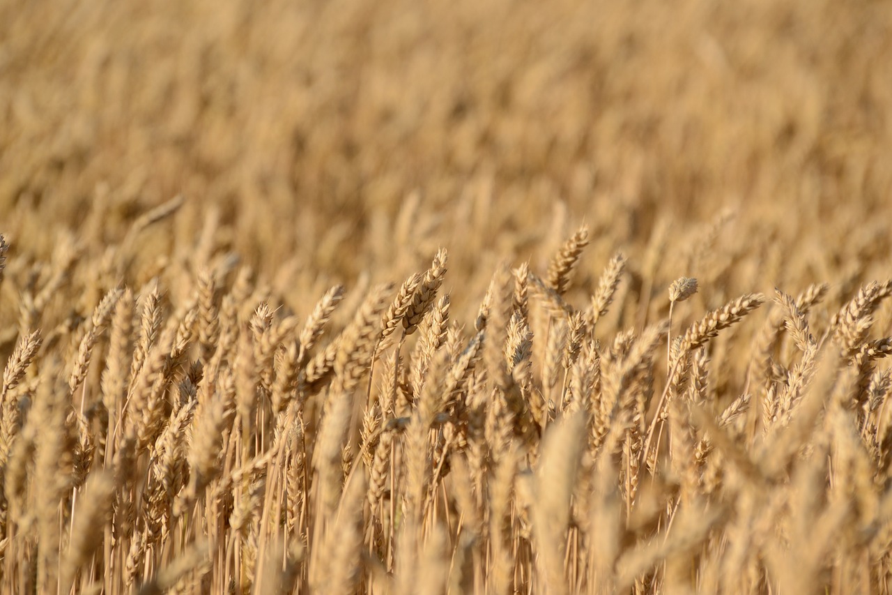 crops field wheat free photo