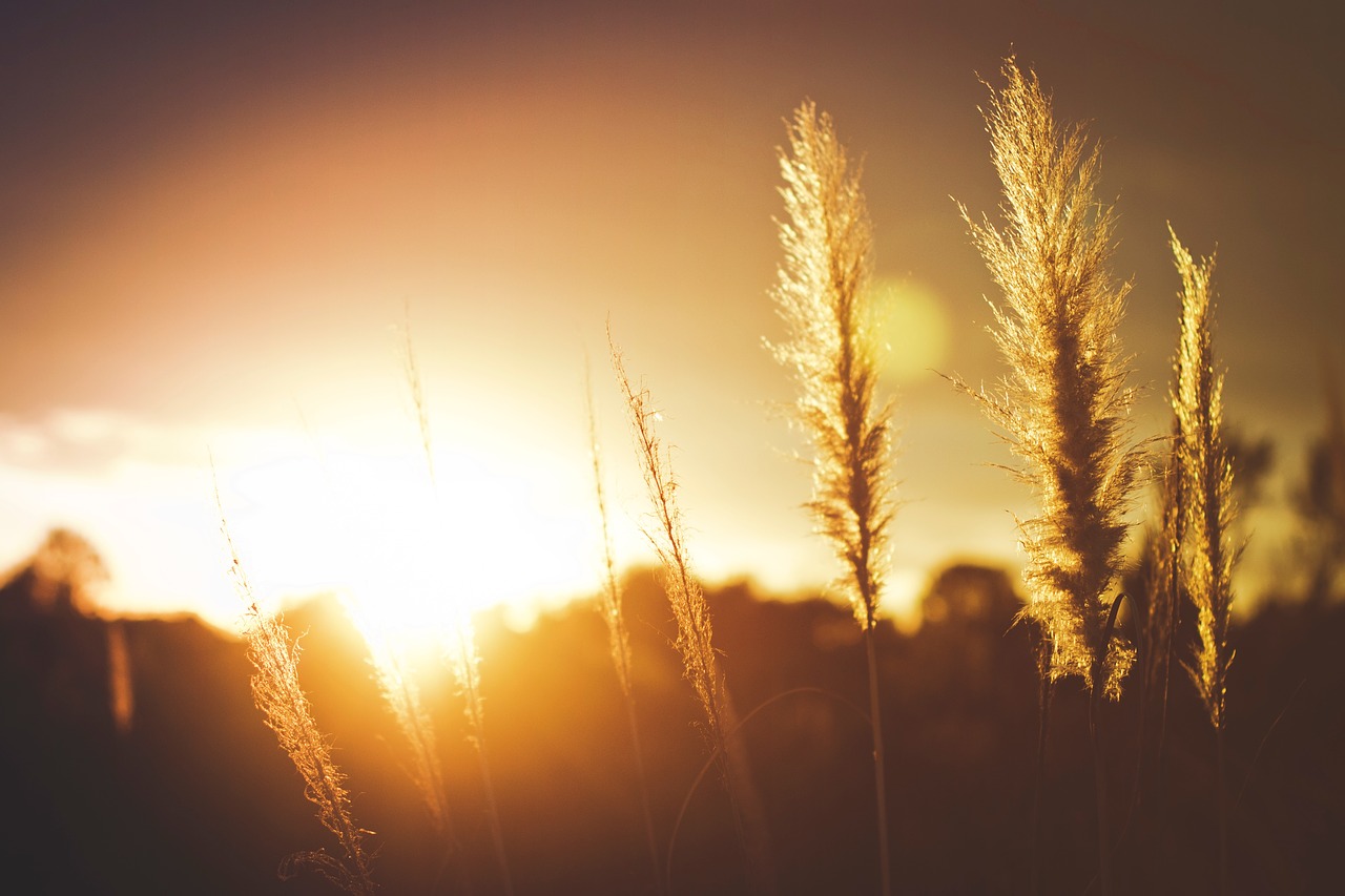 crops field sunset free photo