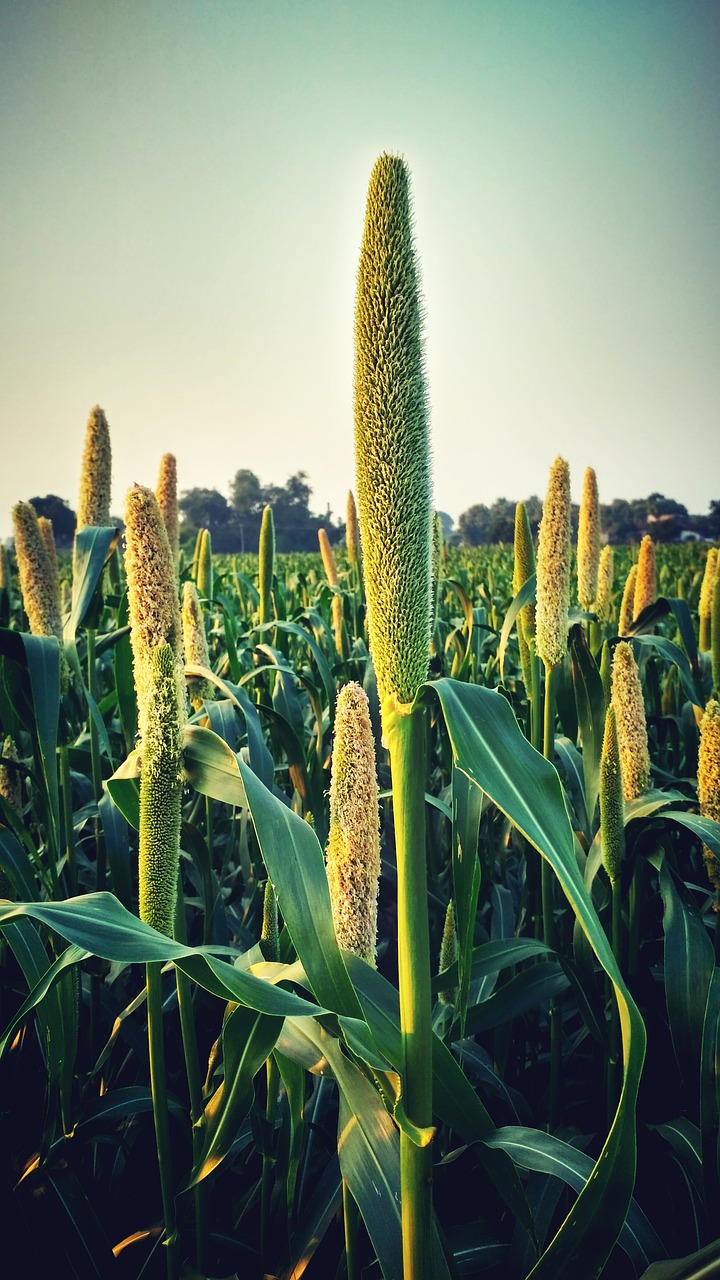 crops green farm free photo