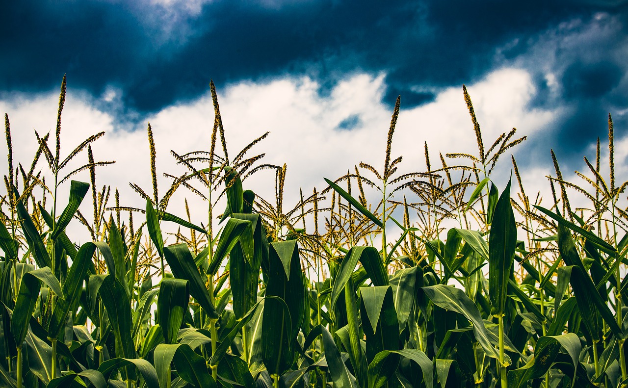 crops  corn  agriculture free photo