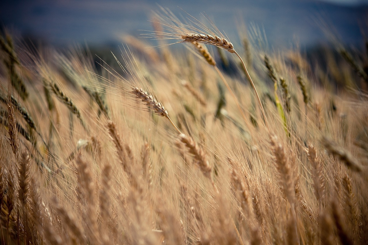 crops plants agriculture free photo