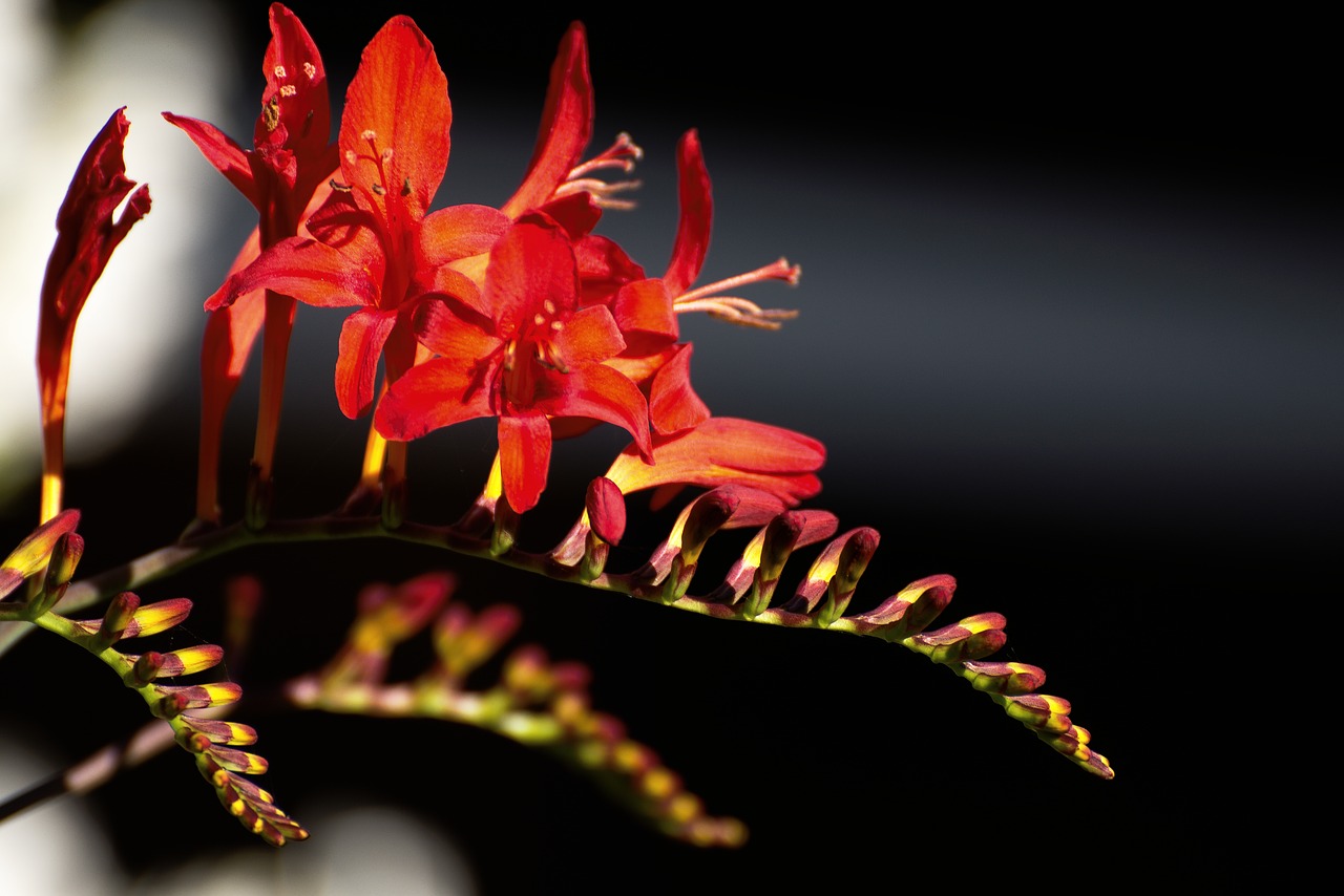 crosomia  flower garden  red free photo