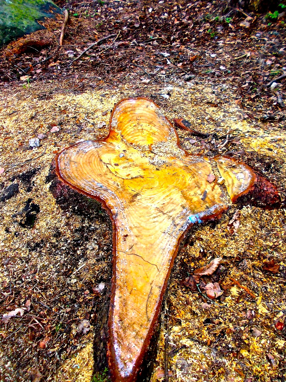 cross stump forest land free photo